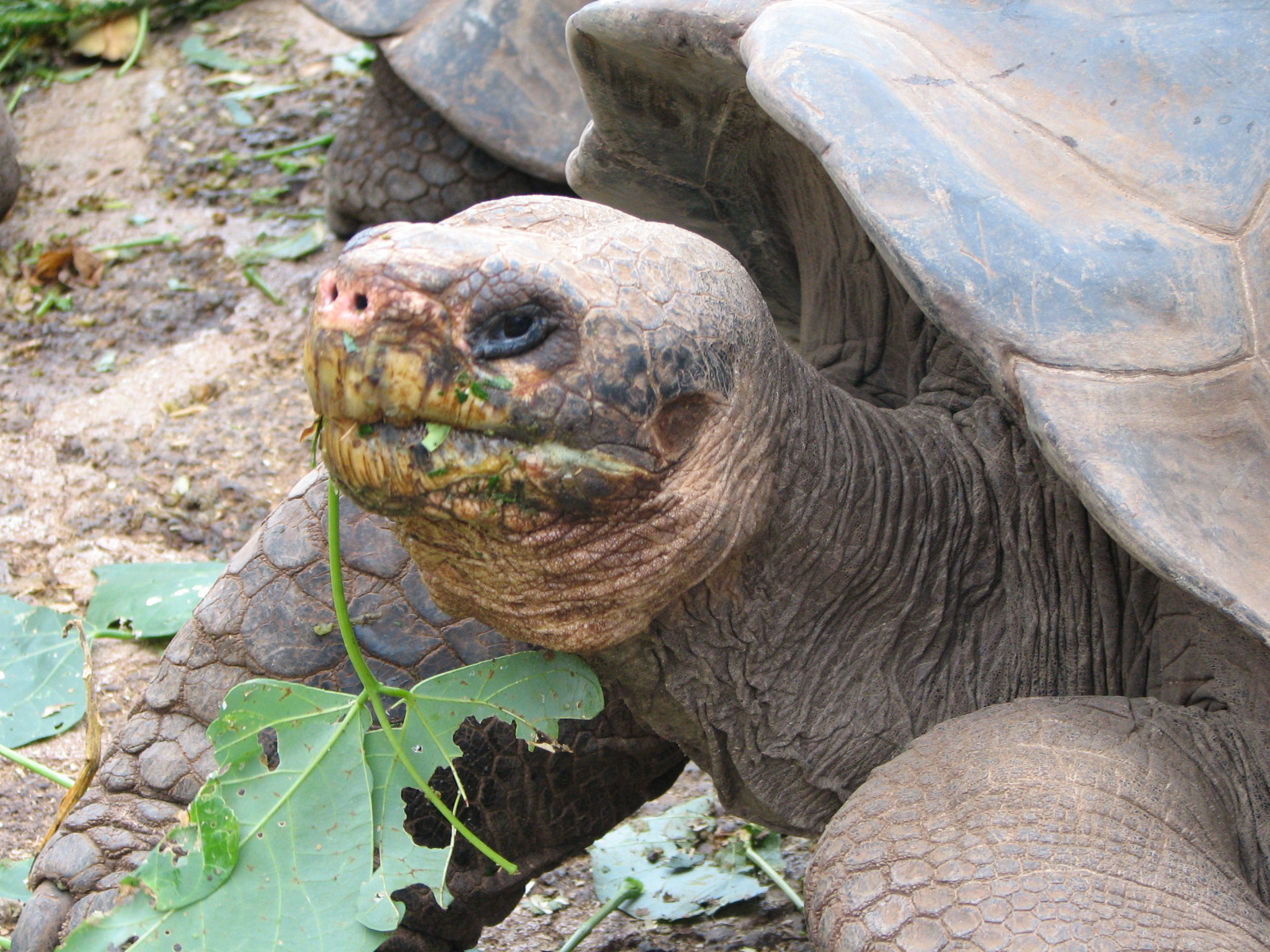 giant tortoise in the Galapagos islands